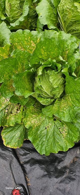 박민자 님의 고추 · 병해충상담 작성글 사진