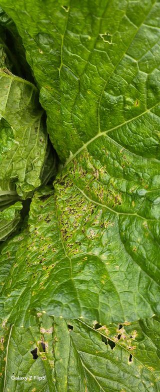 박민자 님의 고추 · 병해충상담 작성글 사진