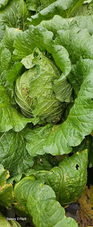 박민자 님의 고추 · 병해충상담 작성글 사진