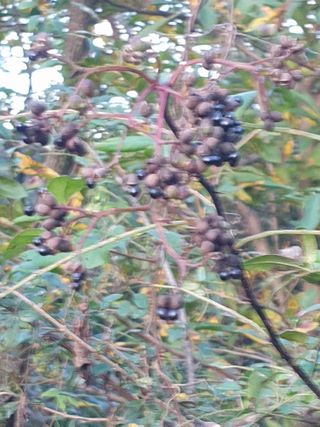 허굴산농장님의 자유주제 · 자유게시판 작성글 사진