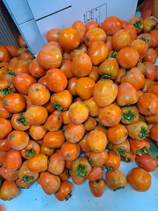 김성년님의 자유주제 · 자유게시판 작성글 사진