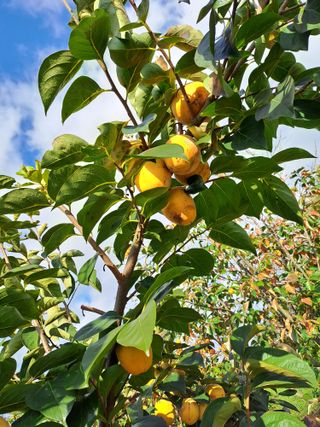 김성년님의 자유주제 · 자유게시판 작성글 사진