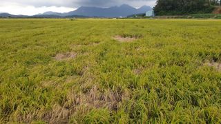 조위래님의 벼 · 영농일지 작성글 사진