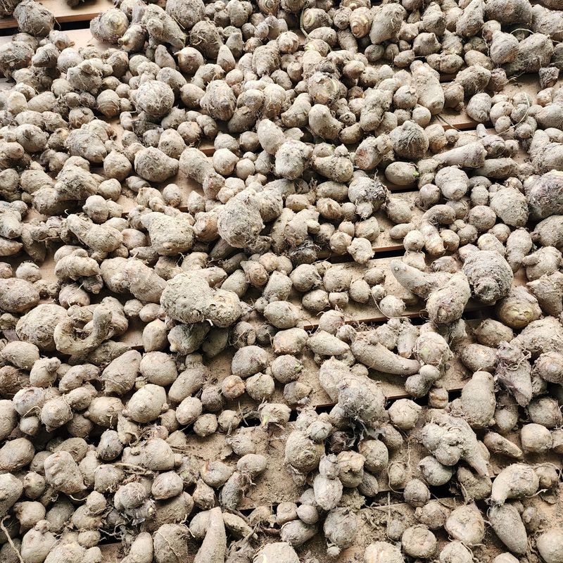 장터 상품 [왕토란 종근 판매 ] 썸네일