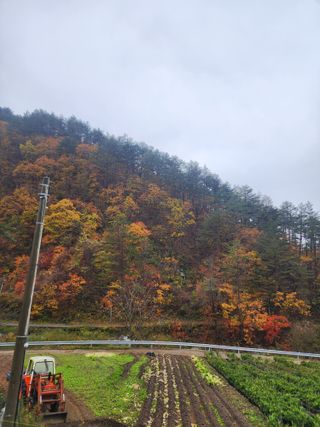손을선님의 우리동네 가을단풍 자랑하기 · 참여글 작성글 사진