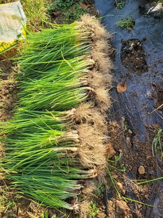 이의도님의 자유주제 · 자유게시판 작성글 사진