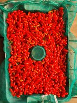 팜모닝 고추·영농일지 게시글 이미지