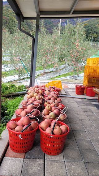 황두환화니농원사과님의 사과 · 영농일지 작성글 사진