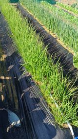 팜모닝 기타작물·영농일지 게시글 이미지