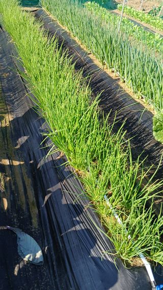 텃밭농부님의 기타작물 · 영농일지 작성글 사진