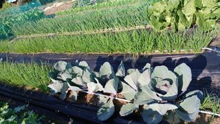 텃밭농부님의 기타작물 · 영농일지 작성글 사진