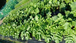 텃밭농부님의 기타작물 · 영농일지 작성글 사진