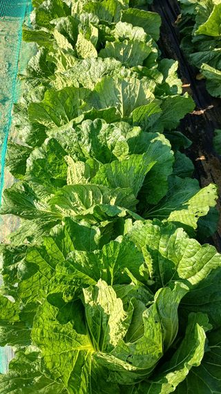 텃밭농부님의 기타작물 · 영농일지 작성글 사진