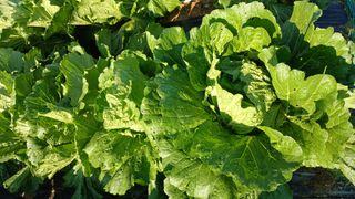 텃밭농부님의 기타작물 · 영농일지 작성글 사진