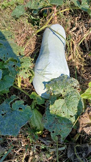 텃밭농부님의 기타작물 · 영농일지 작성글 사진