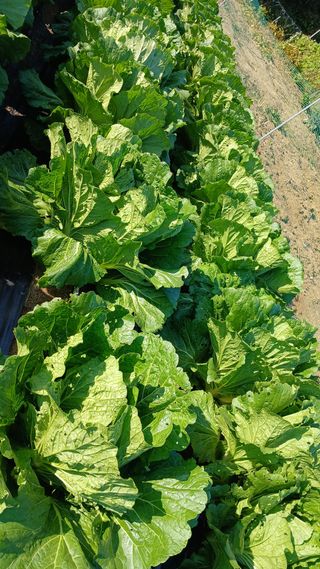 텃밭농부님의 기타작물 · 영농일지 작성글 사진