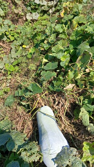 텃밭농부님의 기타작물 · 영농일지 작성글 사진