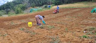 보민님의 들깨 · 영농일지 작성글 사진