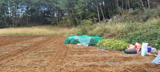 보민님의 들깨 · 영농일지 작성글 사진