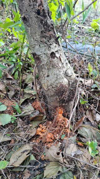 서은숙님의 사과 · 영농일지 작성글 사진