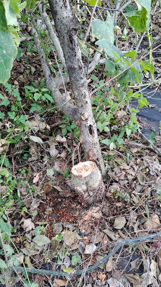 서은숙님의 사과 · 영농일지 작성글 사진