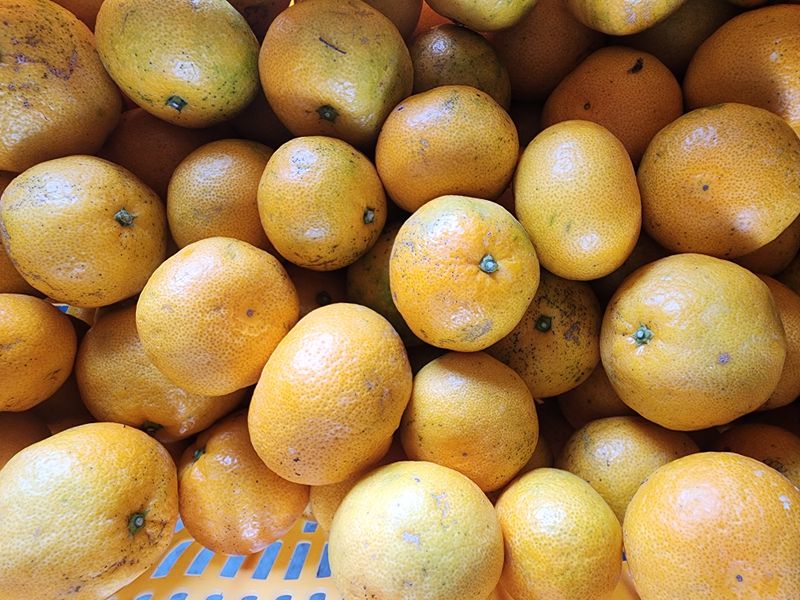 장터 상품 [노지감귤 10키로] 썸네일