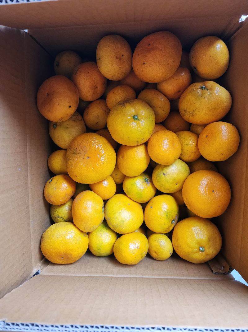 돌하루방농원(이미정님의 장터 판매 상품 [노지감귤 10키로] 첨부 사진