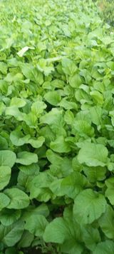 팜모닝 자유주제·자유게시판 게시글 이미지