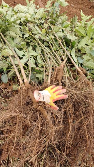 까두까두 님의 기타작물 · 영농일지 작성글 사진