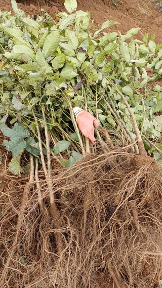까두까두 님의 기타작물 · 영농일지 작성글 사진