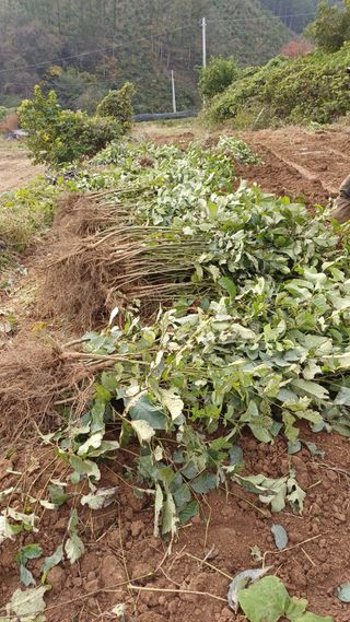 까두까두 님의 기타작물 · 영농일지 작성글 사진