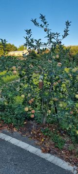 팜모닝 자유주제·자유게시판 게시글 이미지