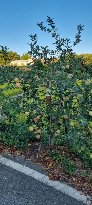 상촌농장 영가이버님의 자유주제 · 자유게시판 작성글 사진