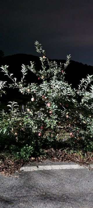 상촌농장 영가이버님의 자유주제 · 자유게시판 작성글 사진