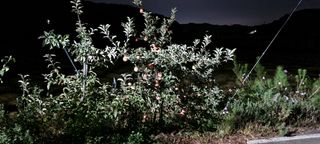 상촌농장 영가이버님의 자유주제 · 자유게시판 작성글 사진