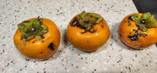 통영바닷가님의 감 · 병해충상담 작성글 사진