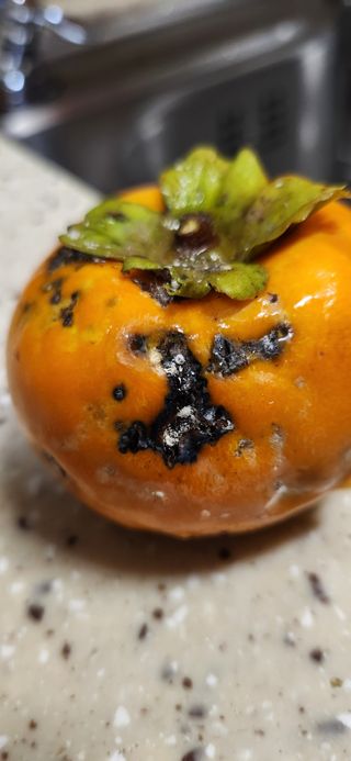 통영바닷가님의 감 · 병해충상담 작성글 사진