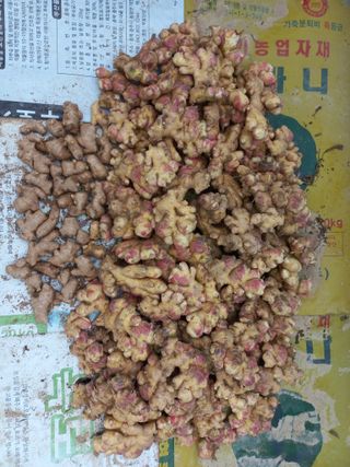 손종철님의 기타작물 · 영농일지 작성글 사진