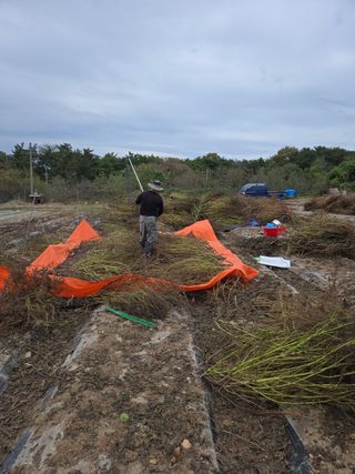 물방개(송인국)님의 들깨 · 영농일지 작성글 사진