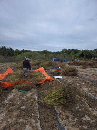 물방개(송인국)님의 들깨 · 영농일지 작성글 사진