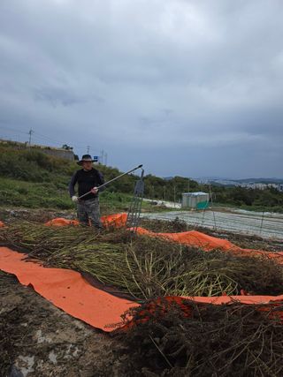 물방개(송인국)님의 들깨 · 영농일지 작성글 사진
