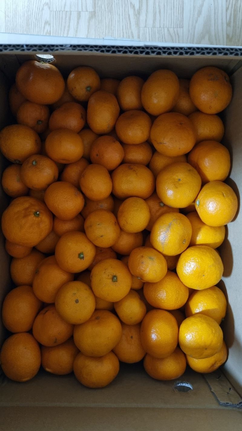 송응준님의 장터 판매 상품 [조생귤 10키로 판매완료] 첨부 사진