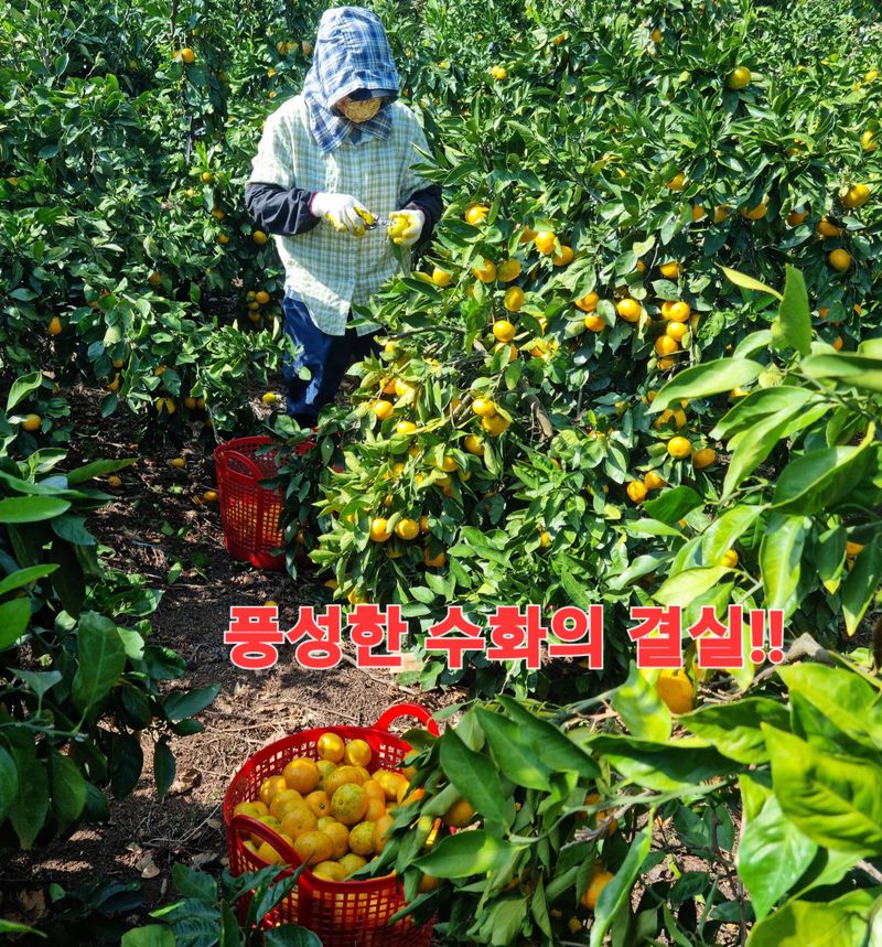 송응준님의 장터 판매 상품 [조생귤 10키로 판매완료] 첨부 사진