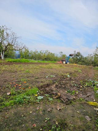 배성은365님의 마늘 · 영농일지 작성글 사진