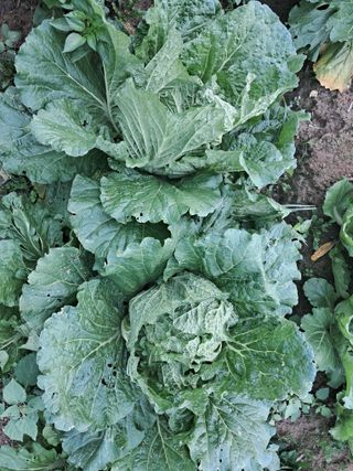 천년의사랑님의 자유주제 · 자유게시판 작성글 사진