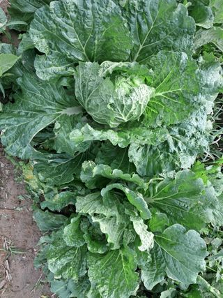 천년의사랑님의 자유주제 · 자유게시판 작성글 사진