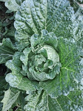 천년의사랑님의 자유주제 · 자유게시판 작성글 사진