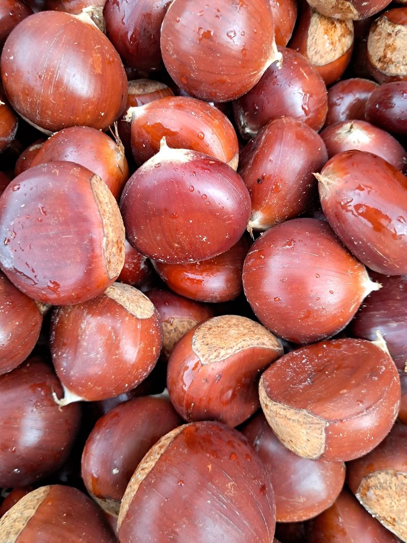 장터 상품 [공주정안밤 대보옥광] 썸네일