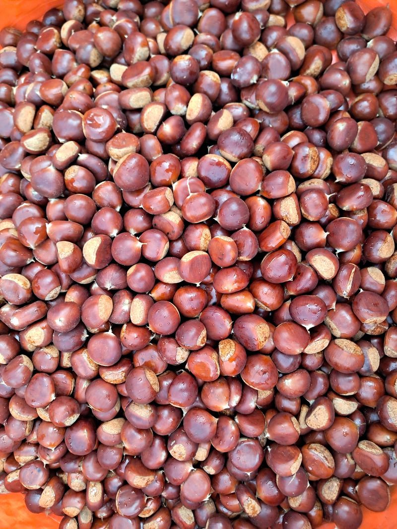 강의숙님의 장터 판매 상품 [공주정안밤 대보옥광] 첨부 사진