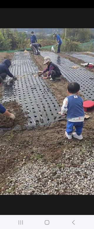 시아님의 마늘 · 영농일지 작성글 사진